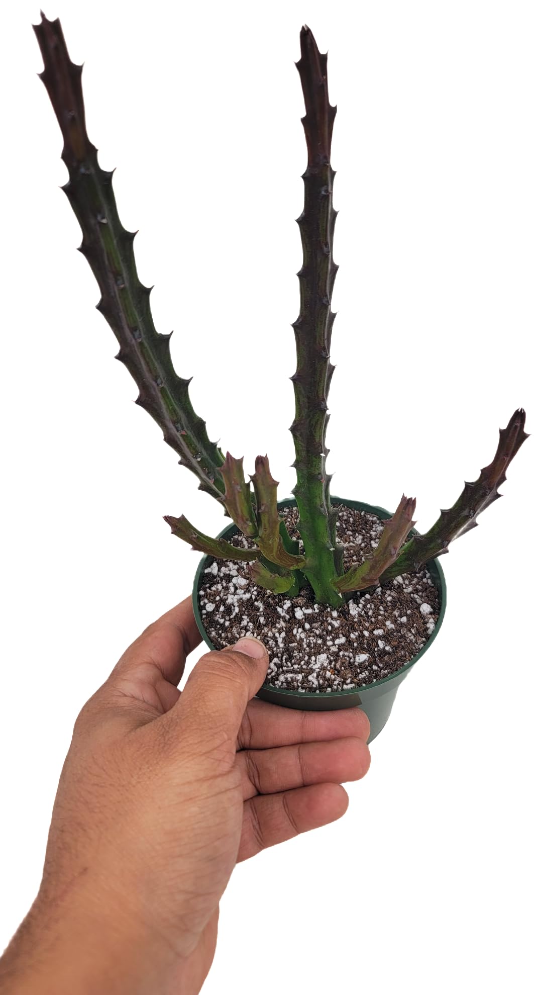 Lifesaver Plant with Purple Flowers - Live Plant in Pot - Stapelia Mutabilis - Beautiful Indoor Outdoor Cacti Succulent Houseplant with Exotic Blooms (1 Plant, in a 3.5" Pot)