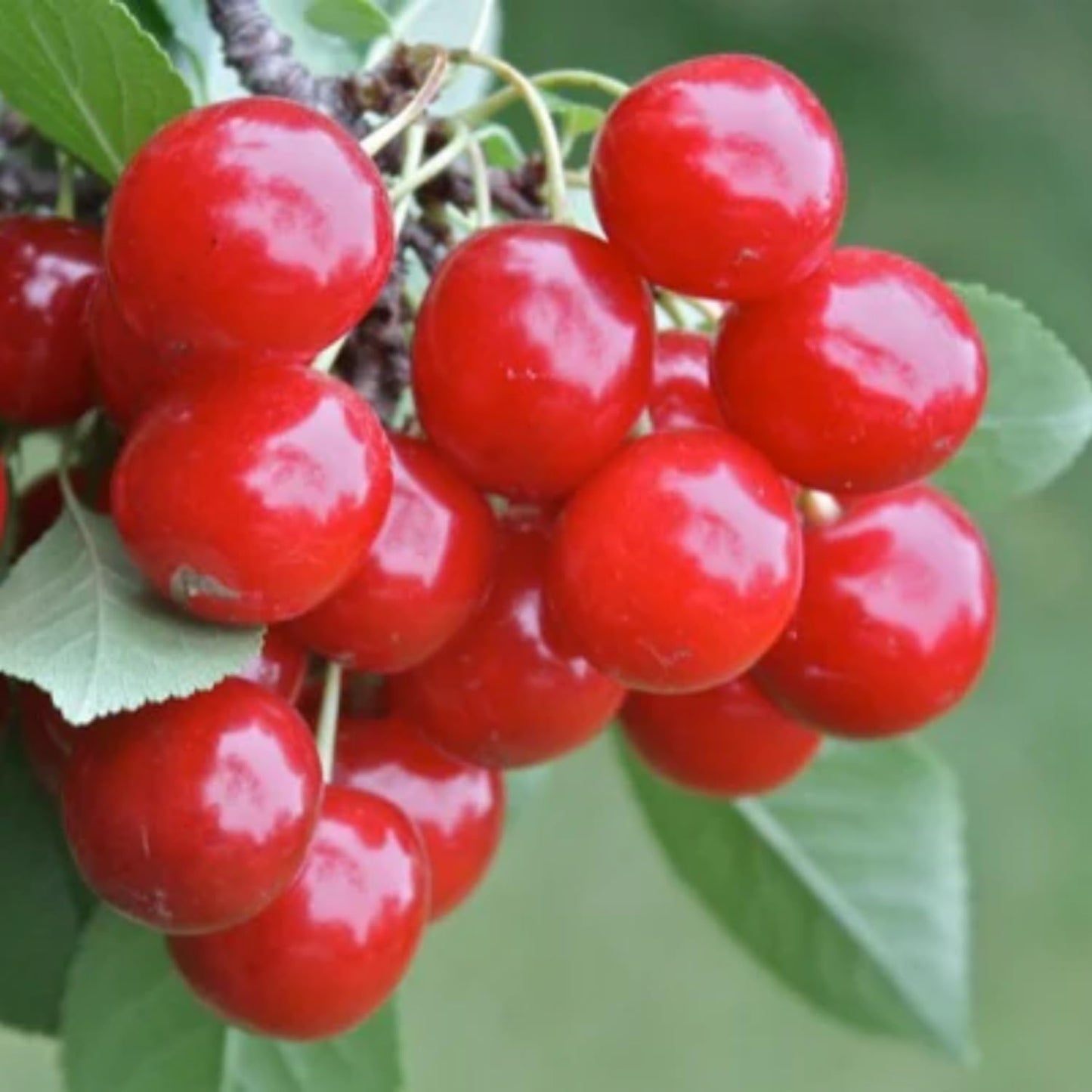 30+ Cherry Tree Seeds for Planting, Heirloom & Non-GMO Sweet Juicy Fruits Outdoor Garden Planting Great Gardening Gift