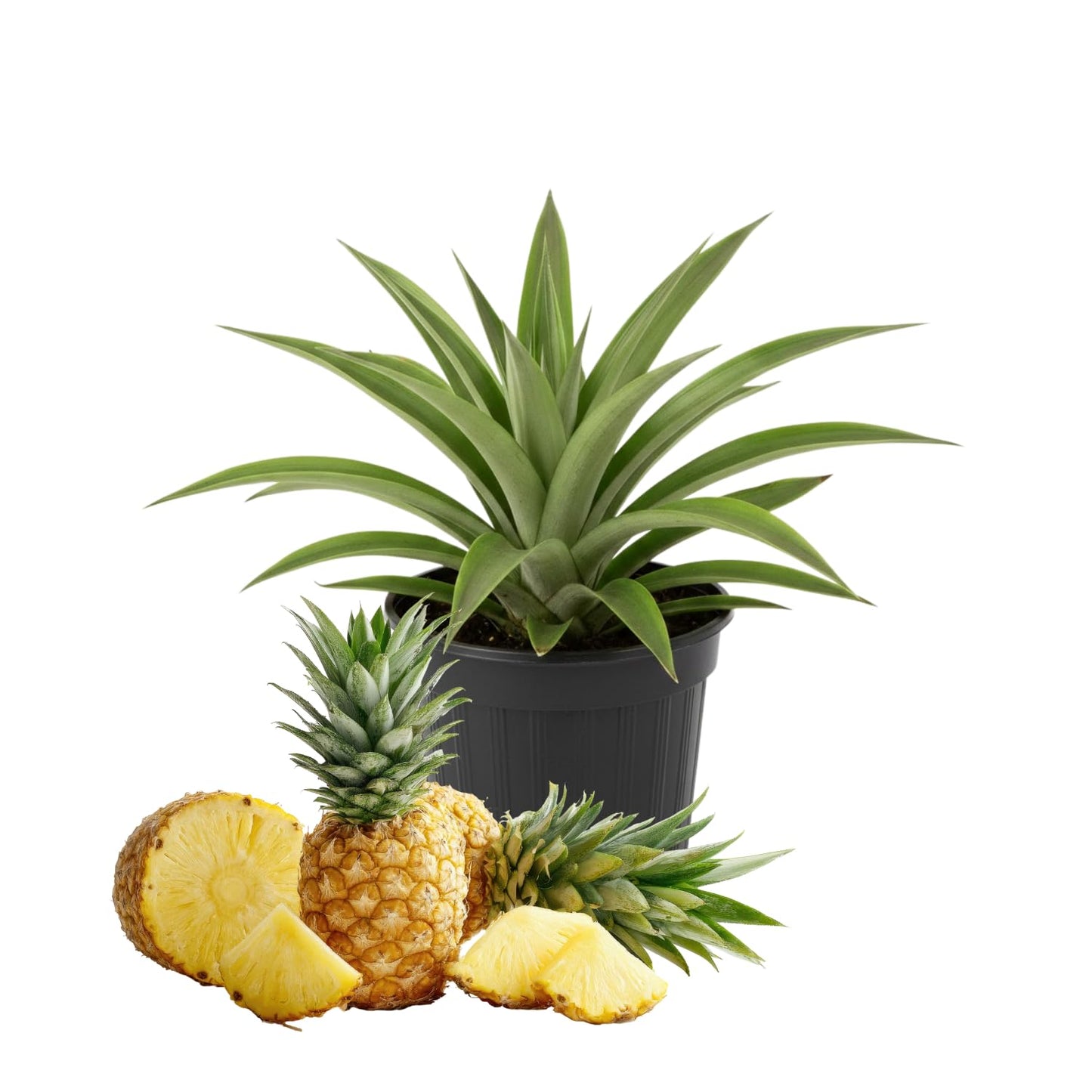 Gold Pineapple Plant Live, Cold Hardy Pinapple Fruit Tree 4-6 Inc, Tropical Plant for Garden