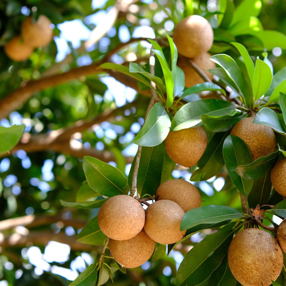 Sapodilla Tree Live Plant | Tropical Fruit Plant Outdoor | Alano Sapodilla Fruit Tree | 30-36 Inches Tall | Ready to Fruit Stage | 3 Gallon Pot | No Ship to CA,HI,AK