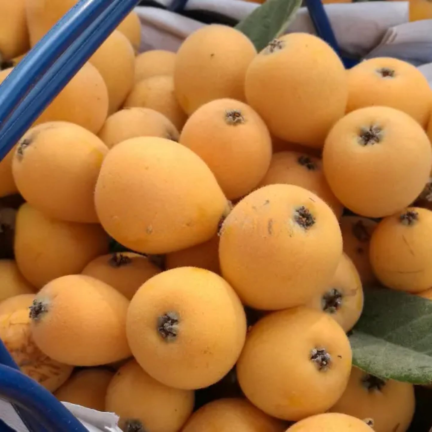 Loquat Tree Live Plant, Golden Loquat Plant Live, Cold Hardy Fruit Tropical Plant, Home Orchard Planting, 4 Inches Pot