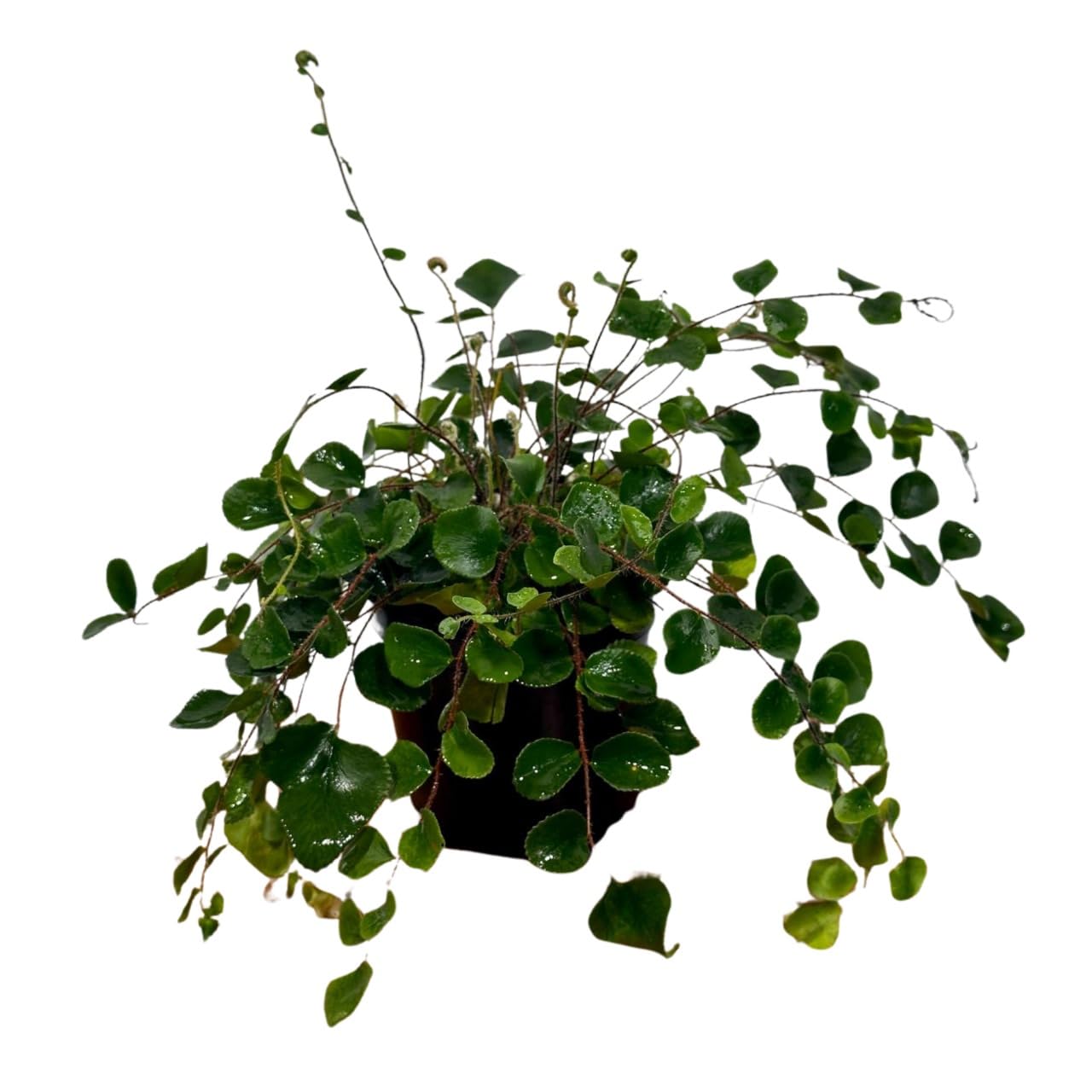 PLANTVERS Live Fern Plant in 4-Inch Grow Pot | Easy Care Indoor Houseplant | Button, Bird’s Nest (Plain), Lemon Button, Bird Nest & Staghorn | Low Maintenance Greenery (4" - Grow Pot (A))