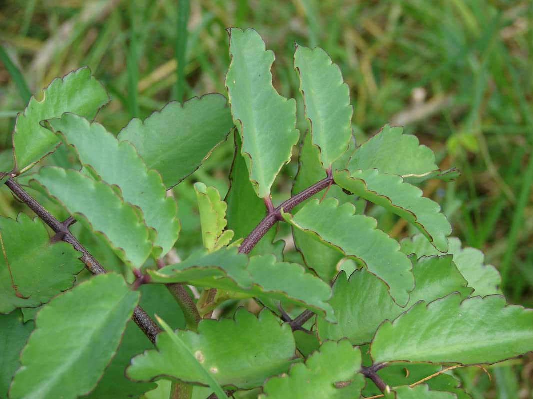 Kalanchoe Pinnata Plant Live, Kalanchoe Plant Leaf Rooted for Growing Indoors Outdoors