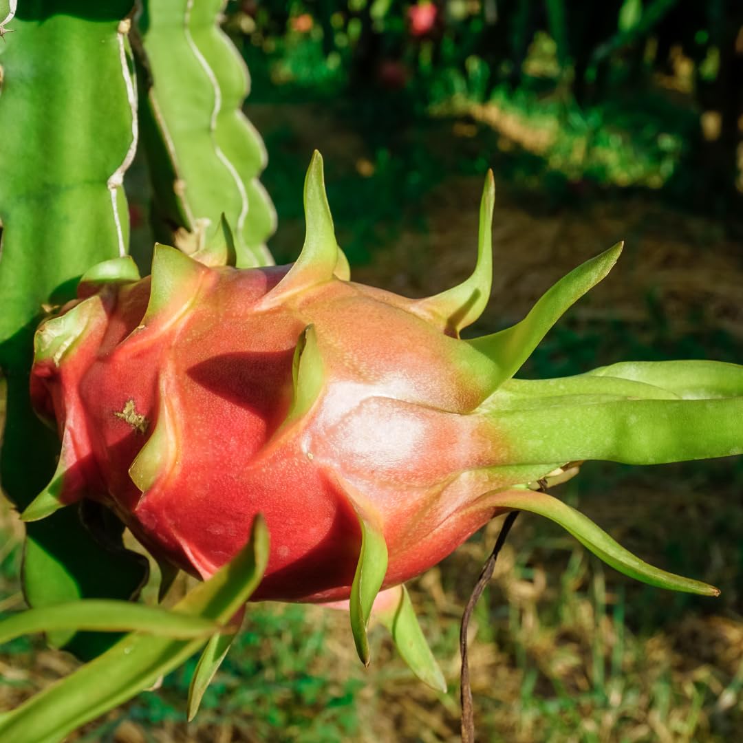 Live Red Dragon Fruit Plant, Tropical Dragon Fruit Vine Plant, 10-12 Inch Tall for Outdoor Planting