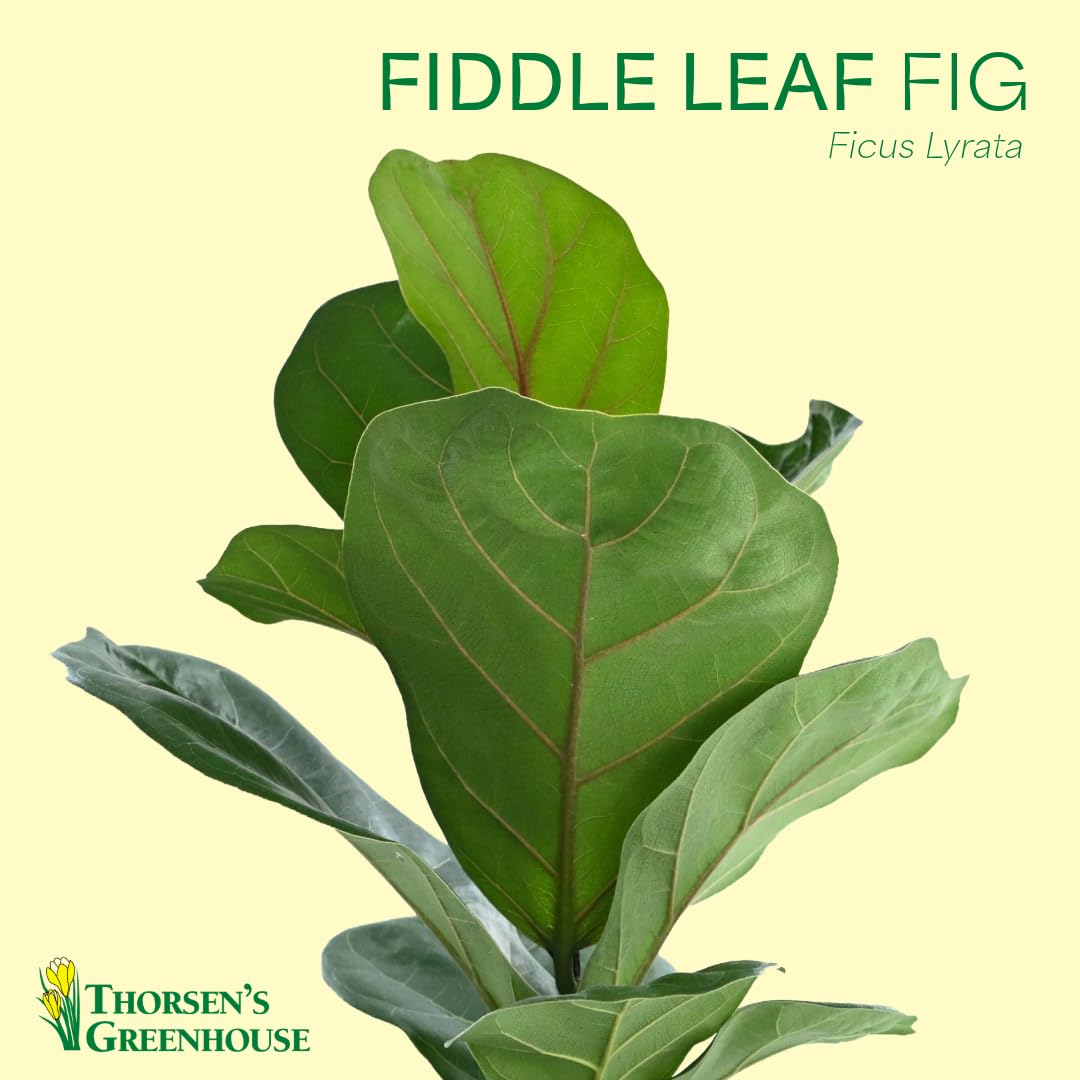 Thorsen's Greenhouse Ficus Lyrata, Fiddle Leaf Fig Plant, Rare, Live Indoor Plant, Collector Plant, Beautiful Foliage, Statement Piece, 6" Diameter Pot (Nursery Pot, 6" Pot)