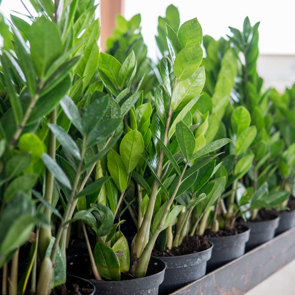 Perfect Plants ZZ Plant - 6 in. Growers Pot | Zamioculcas Zamiifolia | Easy Care Houseplant | Perfect for Moderate to Bright Light Conditions (6 in Grower's Pot)