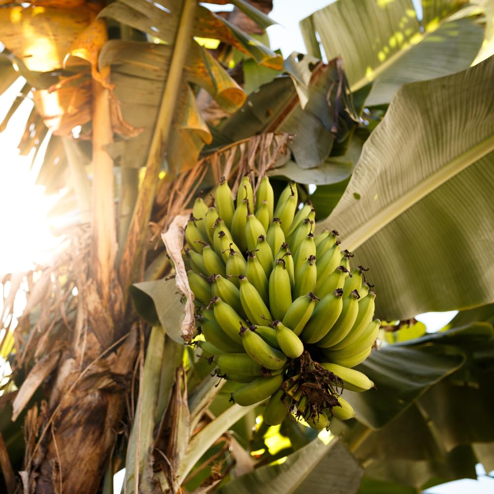 Grand Nain Banana Tree Live Plant, Banana Fruit Plant Well Rooted, 5 to 7 Inch Tall, No Pot
