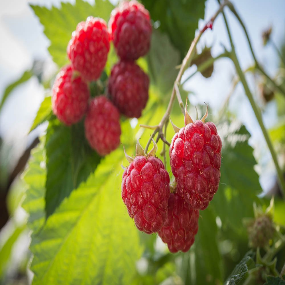 2 Caroline Red - Raspberry Plant - Everbearing - All Natural Grown - Ready for Fall Planting