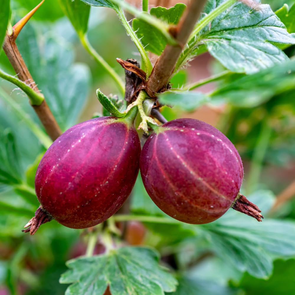 Gooseberry Plant Live for Planting, Gooseberry Bushes Live Plant, 5 to 10 Inc Tall (Red)