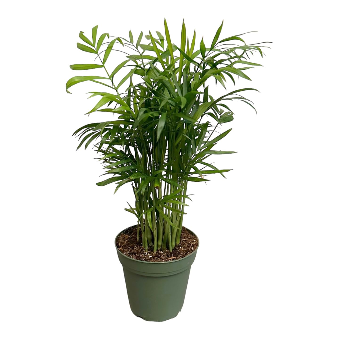 Hopewind Plants Shop Parlor Palm, Pet-Friendly, Air Purifying Plant, Live Indoor Plant, Neanthe Bella Palm, Easy Care and Easy to Grow and Low Maintenance Live Houseplant in 4 inch Pot