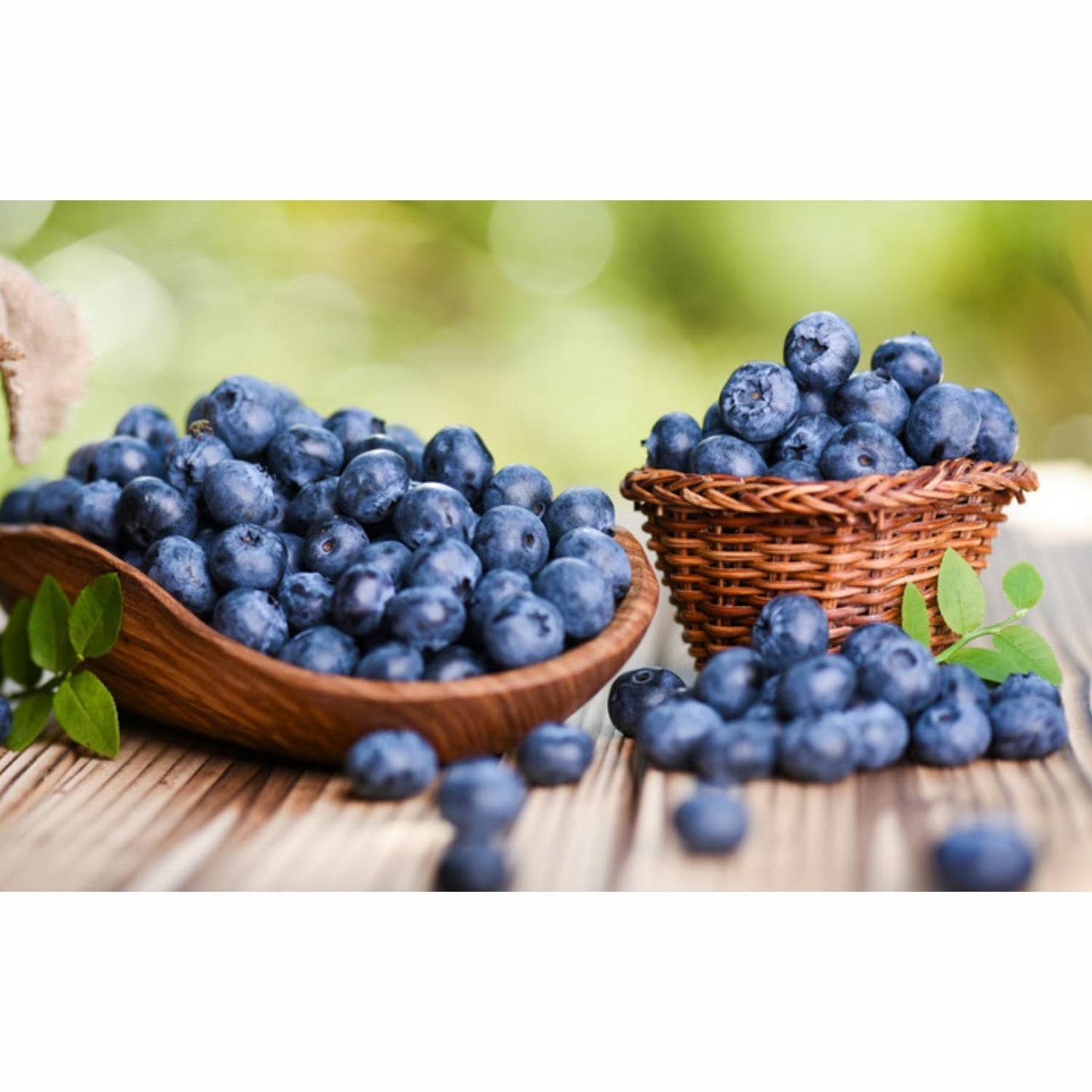 1 Blueberry Bush Live Plant, Blueberry Plant Live for Planting Outdoor, 5-9 Inch Blueberry Fruit Trees, No Pot (Emerald Blueberry)