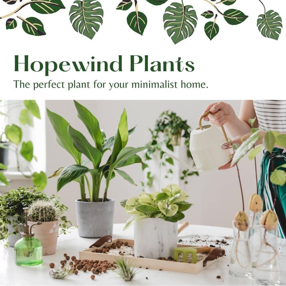 Live Plant, Lemon Lime Maranta Prayer Plant, Pet Friendly, Air Purifying Plant, Easy Care, Easy to Grow Live Indoor Plant, Houseplant, Rare Indoor Plant, Home Décor 4 inch White Pot