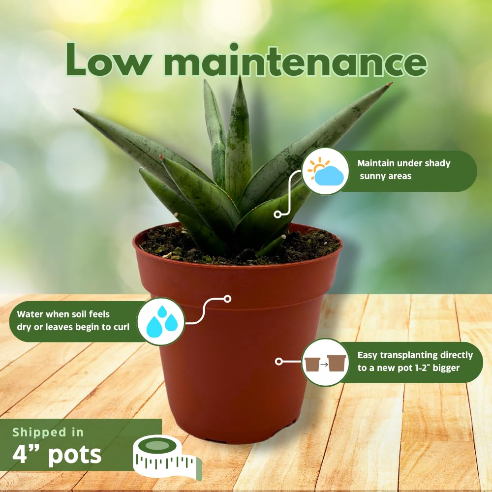 BubbleBlooms Sansevieria Assortment 4 inch Pots Set of 3 Rare Hardy Snake Plants