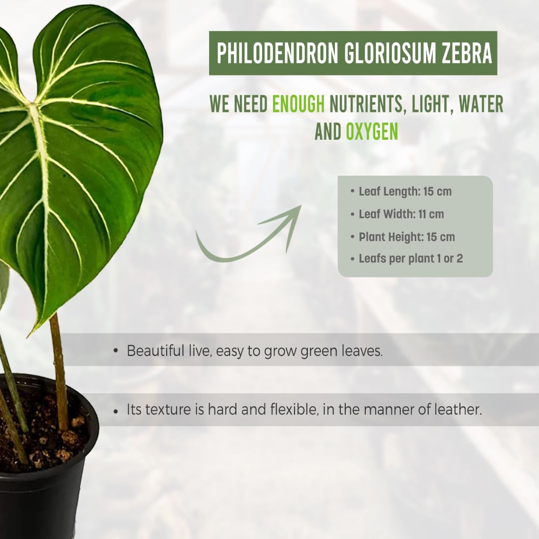 LEAL PLANTS ECUADOR Philodendron Gloriosum Zebra (Pack of 2)| Exotic Live Green Houseplant with Striking Foliage |Low Maintenance Air Purifying Elephant Ear Plant