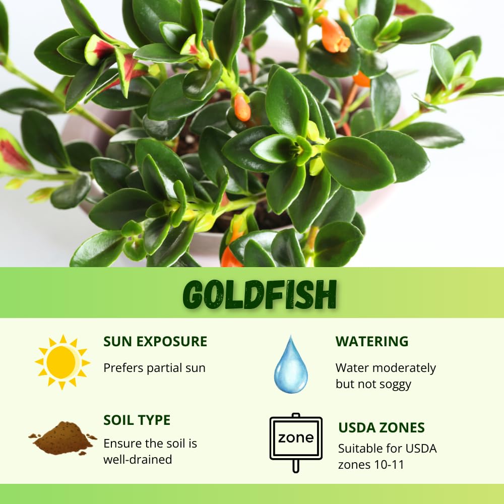 Trailing Goldfish Plant, Goldfish Plants Live Houseplants in 4 Inches Pot, Bright Blooms Flowers for Hanging Basket, Rare Indoor Succulents, 4 to 7 Inches Tall