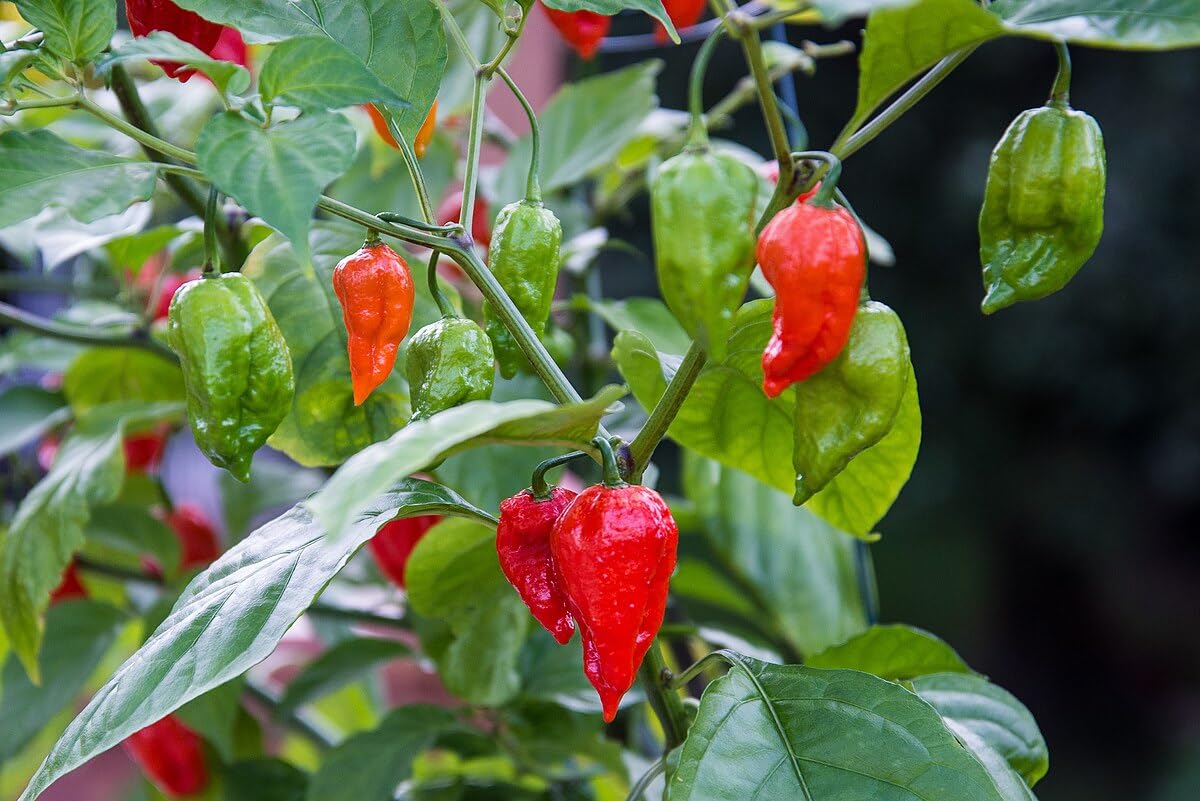 Indian Ghost Pepper Seeds for Planting, High-Heat Chili Seeds for Home Garden, Terrace Planters, Balcony, and Outdoor Cultivation (Pack of 50)