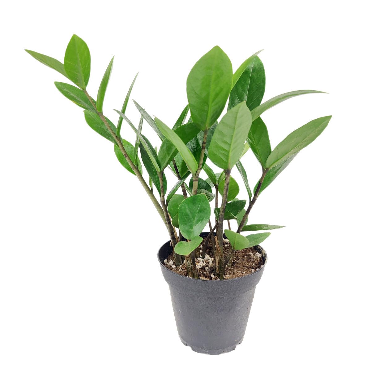 ZZ Plant (4 inch) - Lucky Houseplants - 4/6 inch Unique Live Decorative Houseplants - Easy to Care Indoor Plants, Perfect for Office, Home & Feng Shui Decor