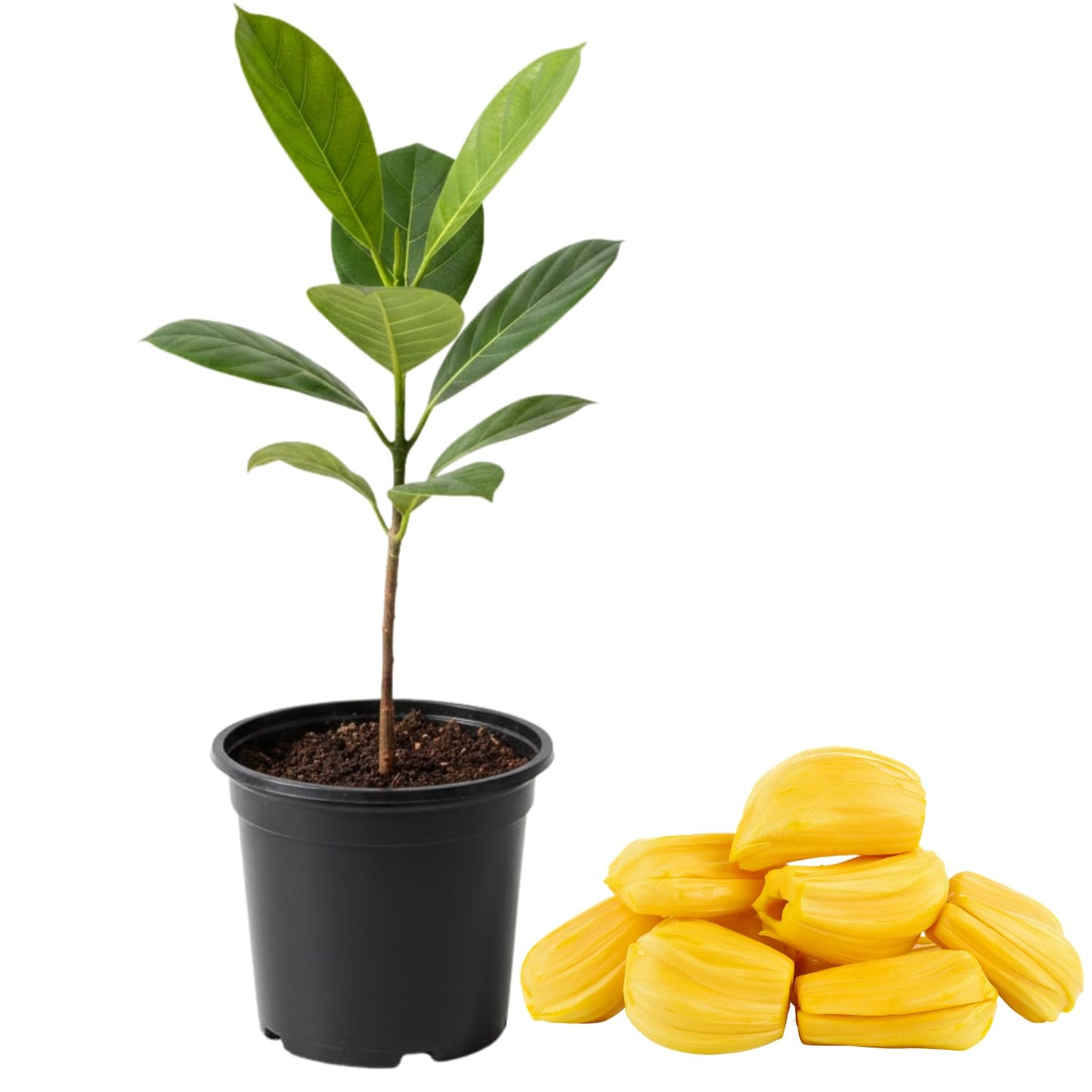 Jackfruit Plant, 6-10 Inch Live Tropical Jackfruit Fruit Tree, 4 Inch Pot, Large Sweet Fruit Starter Plant