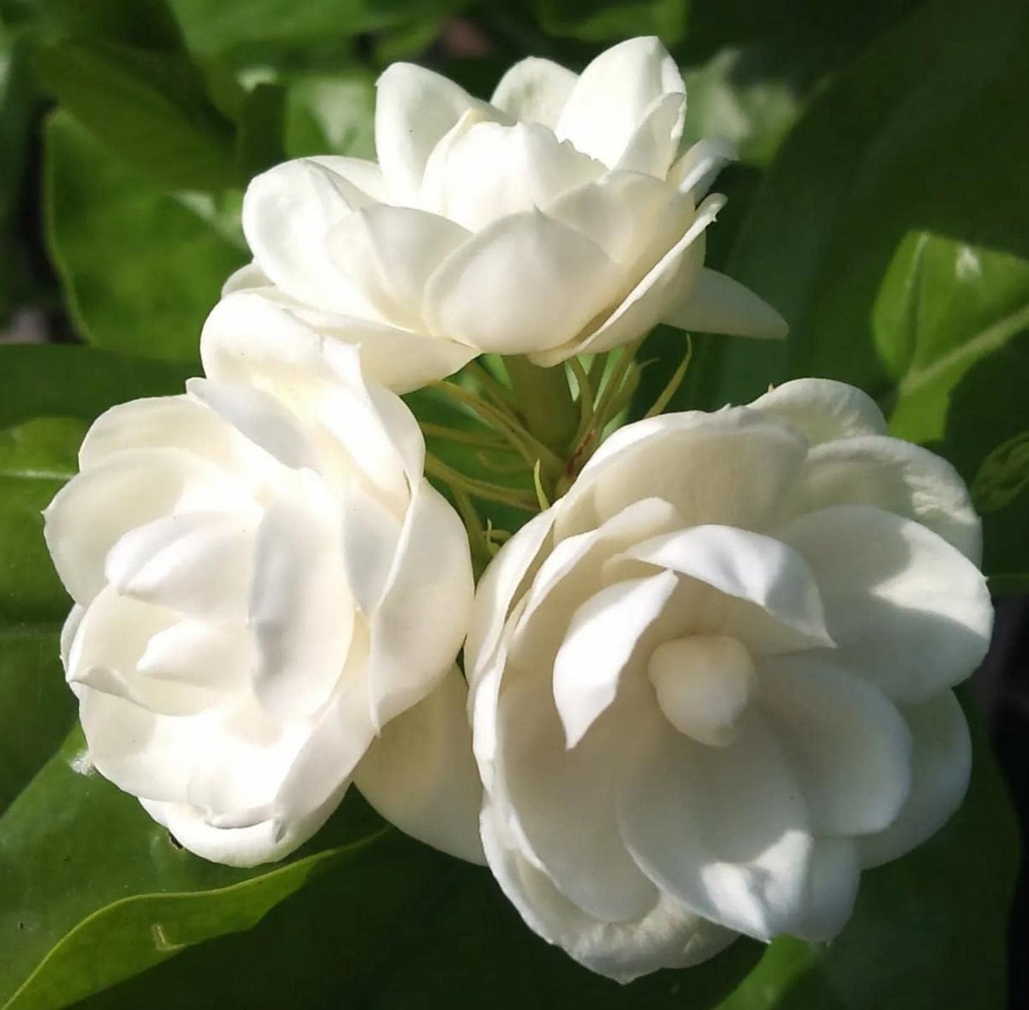 200+ Climbing Jasmine Flower Seeds for Planting Fragrant Plant Seeds Non-GMO Garden Home Jasmine Garden Balcony Climbing Flower
