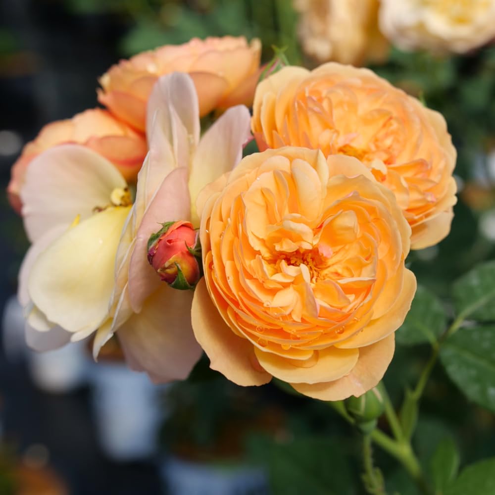 Rose Plant Live Ready to Plant, Fragrant Roses Flowers, in Pot, Ornamental Flowers Indoor Outdoor Home Garden (Apricot Rose)