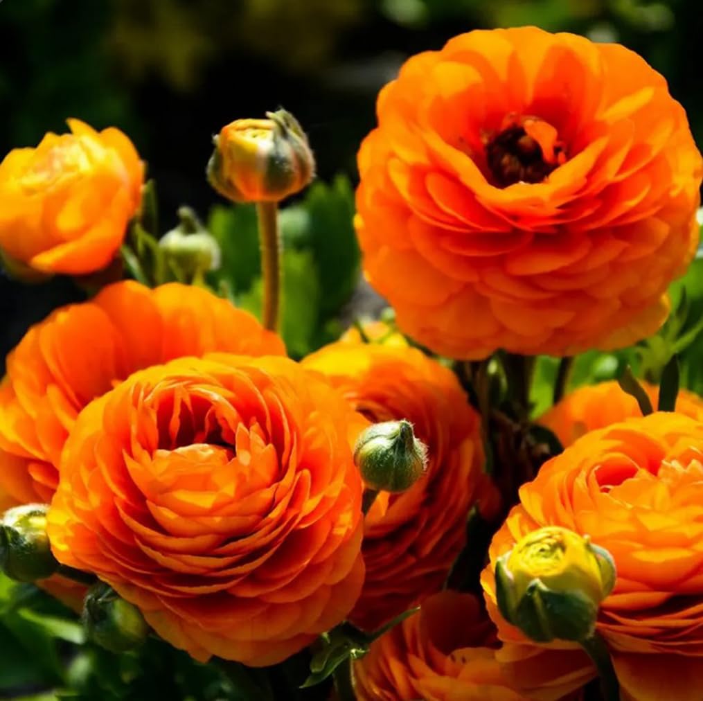10pcs Orange Ranunculus Bulbs Fall Planting for Spring Blooms Easily Grown Flower Bulbs