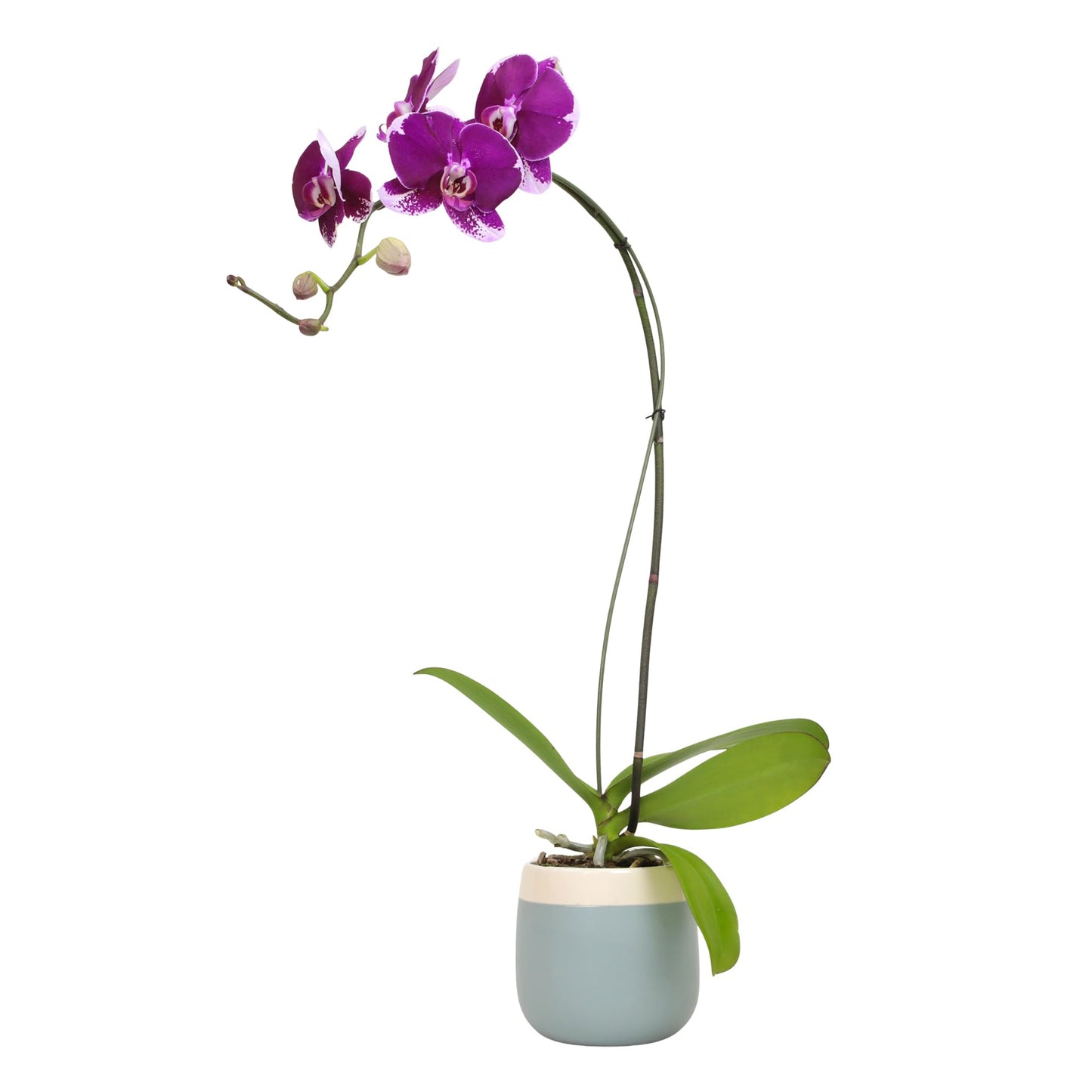 Large Purple Live Orchids Blooming in 5" Blue & White Orchid Pot, Pet Friendly Live Plant Gifts for Plant Lovers, Approx. 22"+ Tall, Real Houseplants, Phalaenopsis Moth Flowers by Plants for Pets