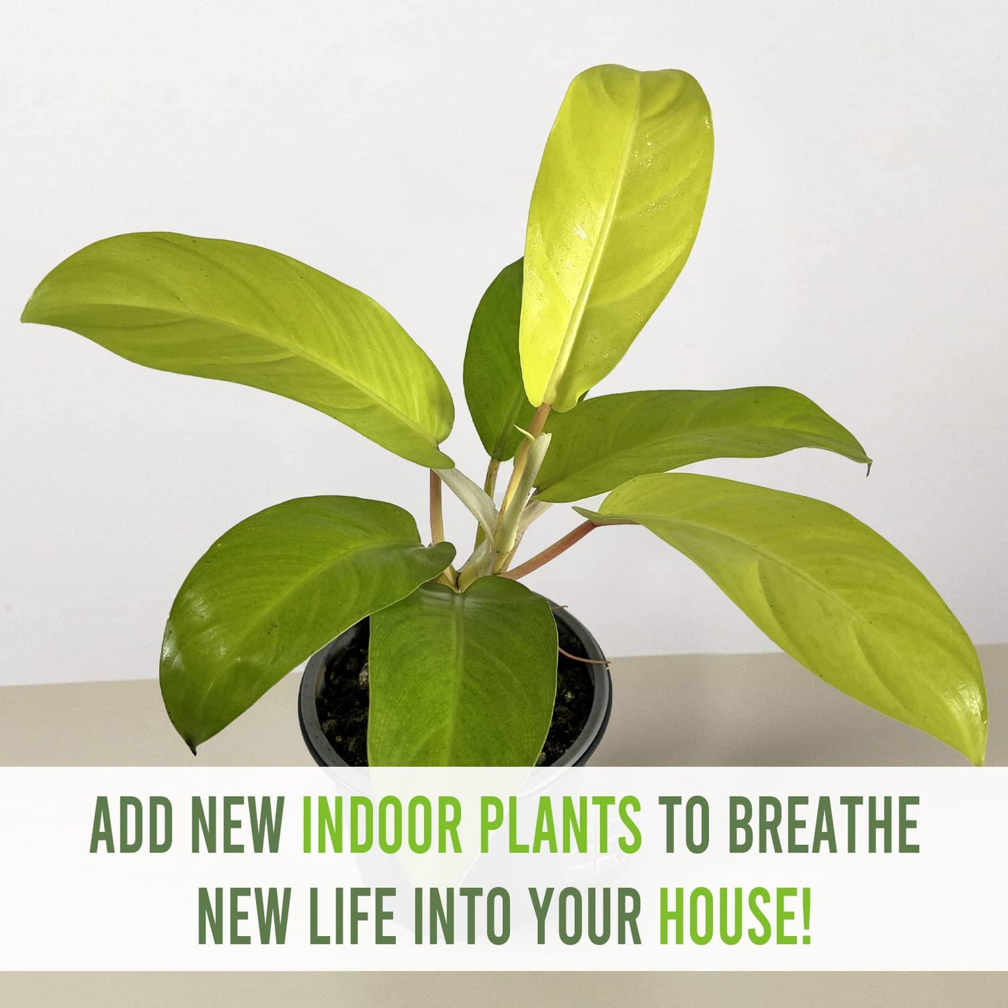 LEAL PLANTS ECUADOR Philodendron Lemonades EC (Pack of 2)| Lemon Lime Philodendron Golden Pothos & Jade Plant | Live Indoor Houseplants for Air Purification & Home Décor