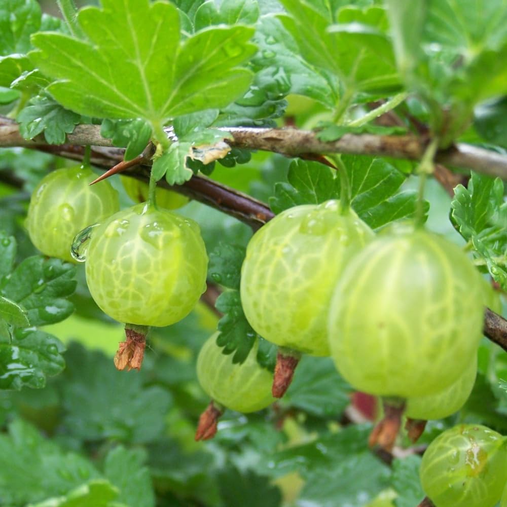 Gooseberry Bush Live Plant Well Rooted, 5-9 Inch Tall, Sweet Gooseberry Plant Live for Planting