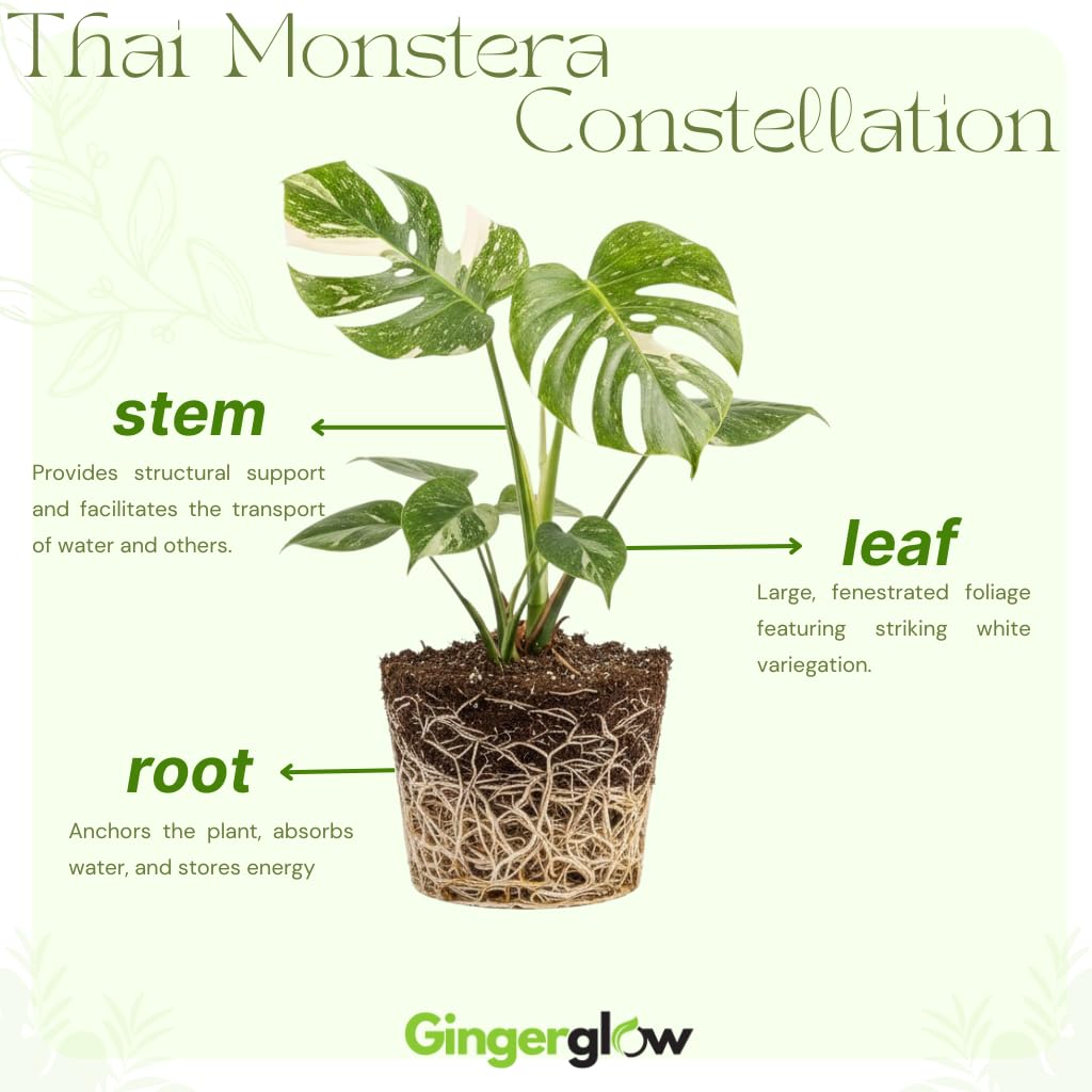 Monstera Thai Constellation Live Plant 4 Inch Tall | Variegated Monstera Plant Live | Tropical Indoor Houseplant for Shelf, Desk or Living Space