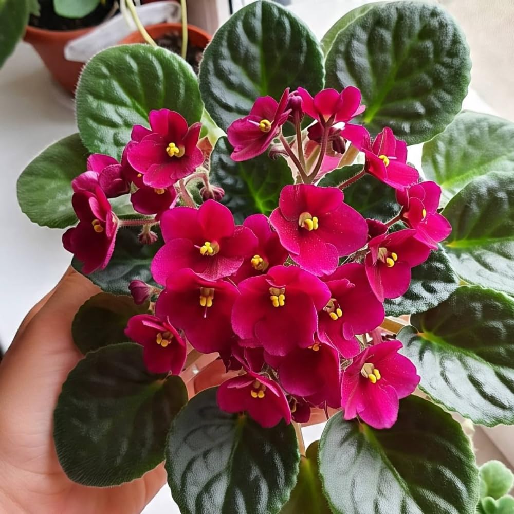 African Violet Live Plant Houseplant in 4" Pot, Blooming Indoor Plant for Home or Office with Vibrant Flowers (Red African Violet)