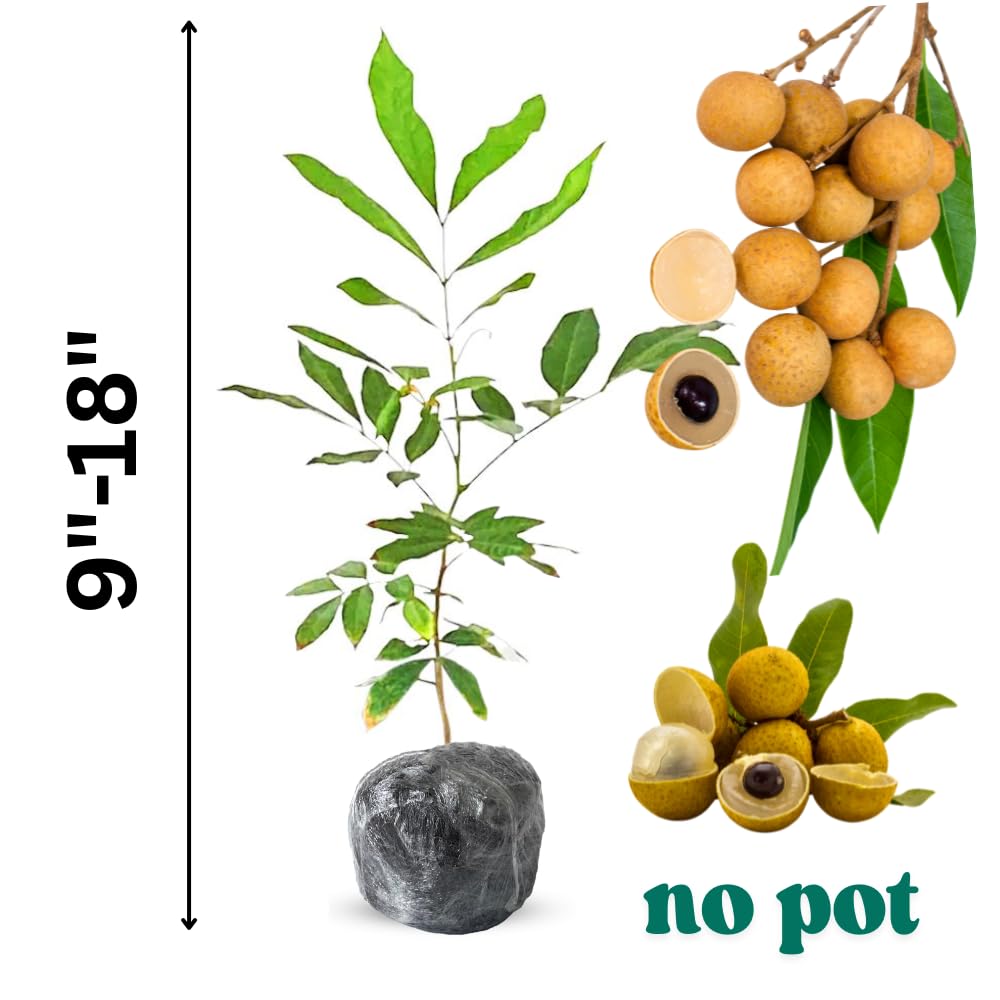 1 Year Old Longan Tree Live Plant, Well-Rooted for Zones 9-11, 8-10 Inches Tall in 4 Inch Pot, Tropical Fruit Tree for Indoor or Outdoor Growing