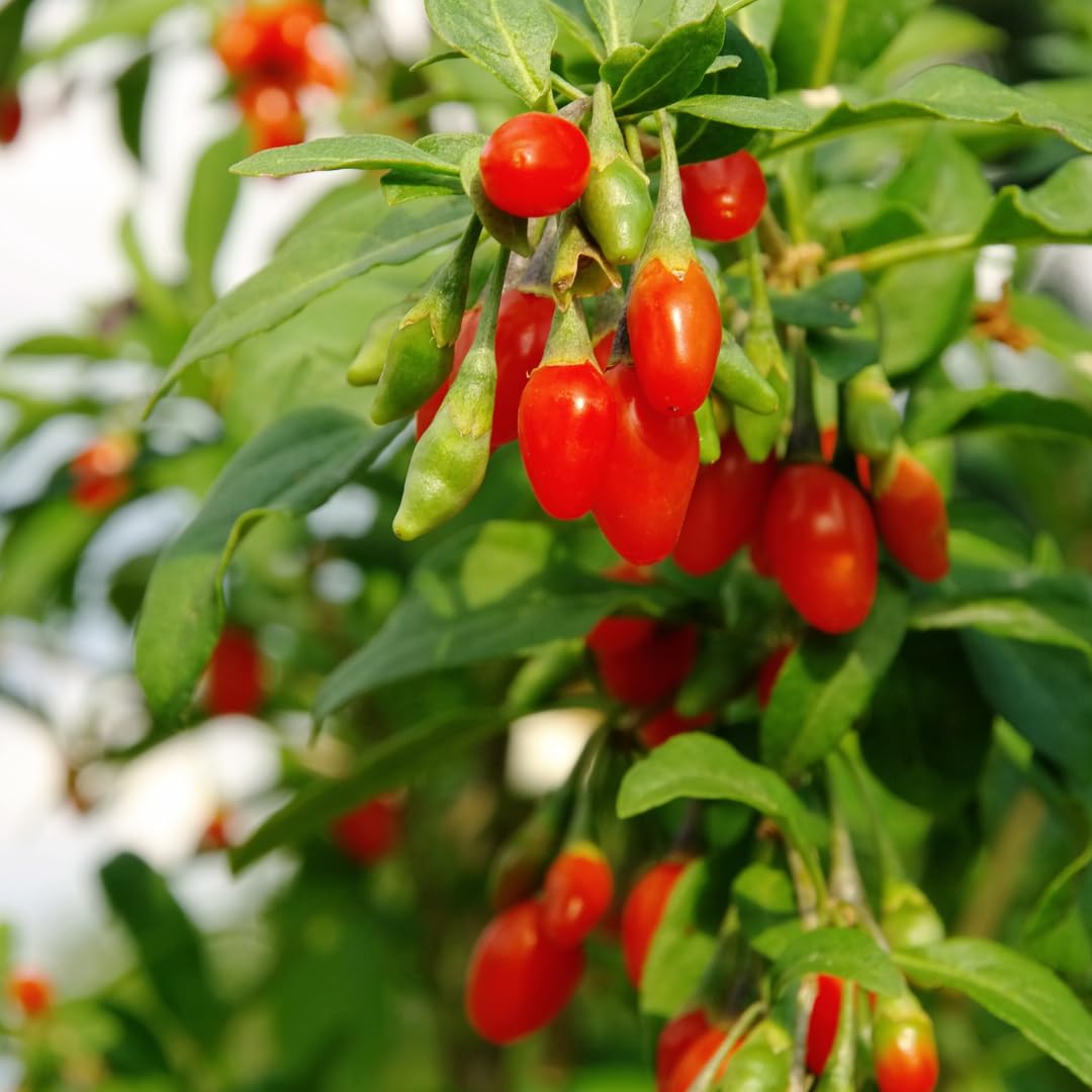 Live Red Goji Berry Plant, Goji Berry Bush, Sweet Fruit, 3-5 Inches Tall for Planting, No Pot
