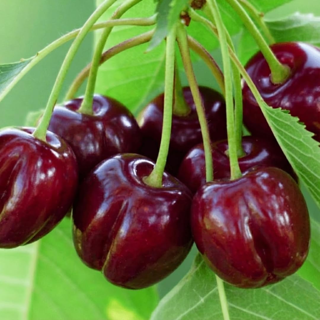 Barbados Cherry Tree Live Plant, Starter from 4 to 8 Inc in Tall, High Yielding Sweet Cherry Tree, No Pot, Cold Hardy, Outdoor Planting