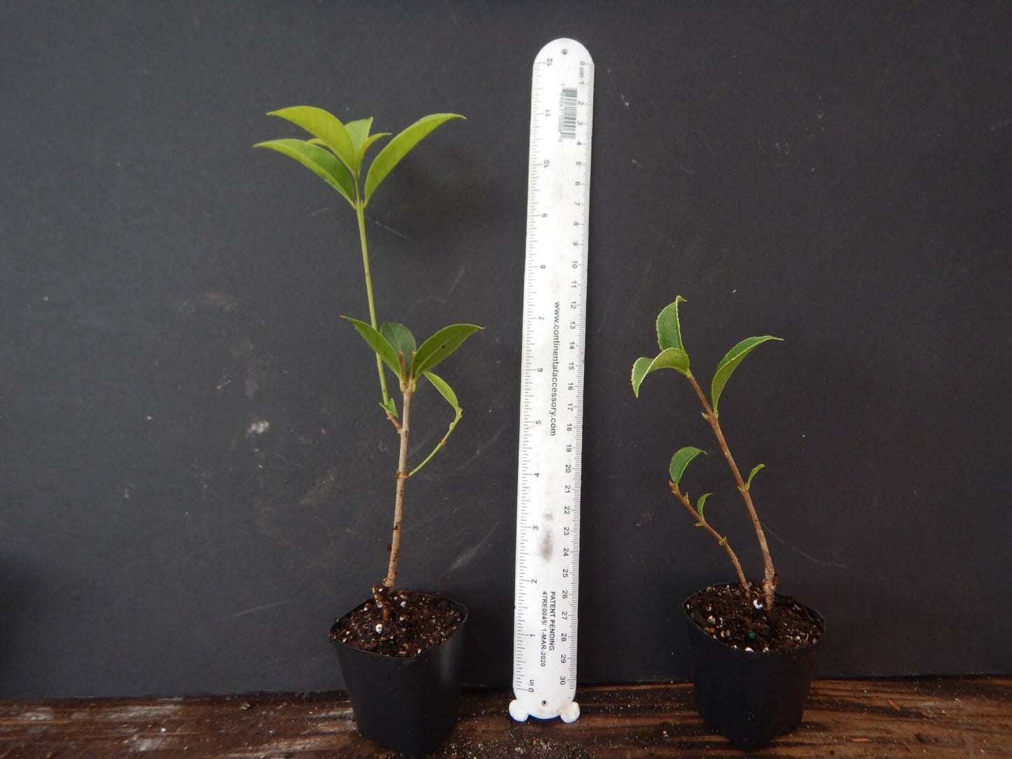 Live Plant - Apricot Echo Fragrant Tea Sweet Olive Osmanthus fragrans Rooted Starter Plant