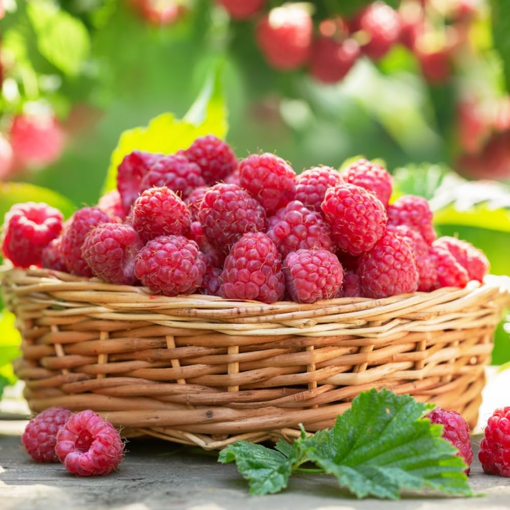2 Red Thornless Raspberry Plants Live, Sweet Raspberry Bush Shrub to Grow, Well-Rooted 4-8" in Tall, Cold Hardy