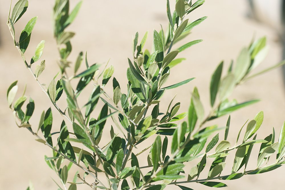 Arbequina Olive Tree - Live Plant, Includes Special Blend Fertilizer & Planting Guide