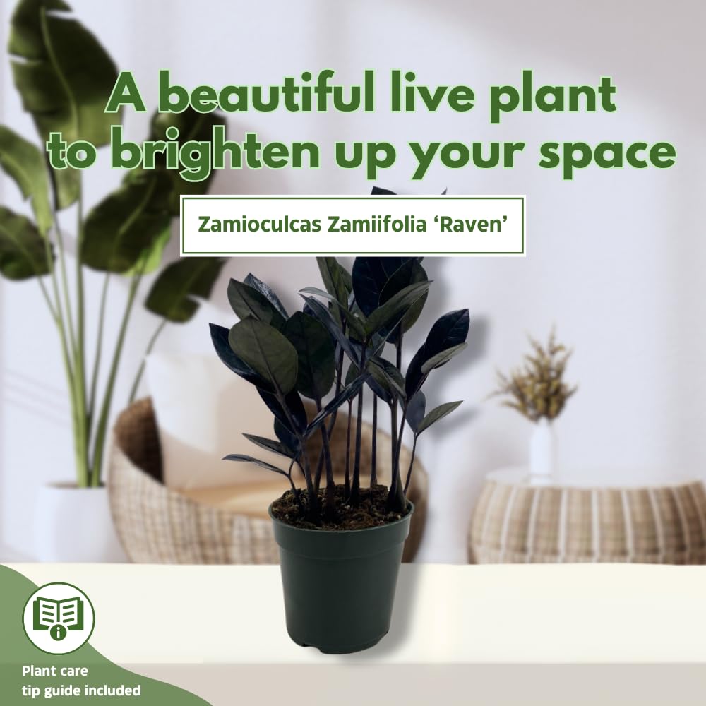 BubbleBlooms Black ZZ, 4 inch Raven Zamioculcas Zamiifolia Dowon Jet-Black