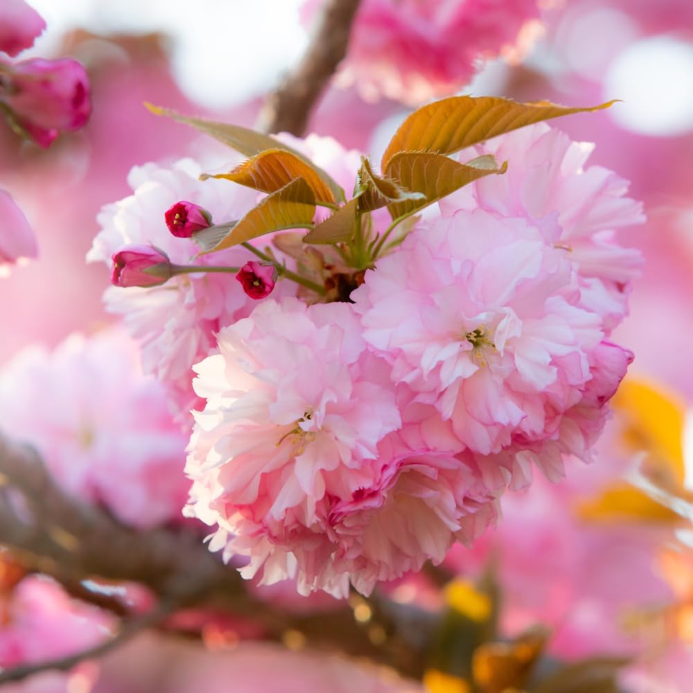 Live Kwanzan Cherry Blossom Tree Plants, 8 to 12 Inch Tall Live Cherry Blossom Flowers Plant, Live Cherry Blossom Tree Plants, Perennial Cherry Flowers Tree Plant, Ready to Plant Outdoor Garden