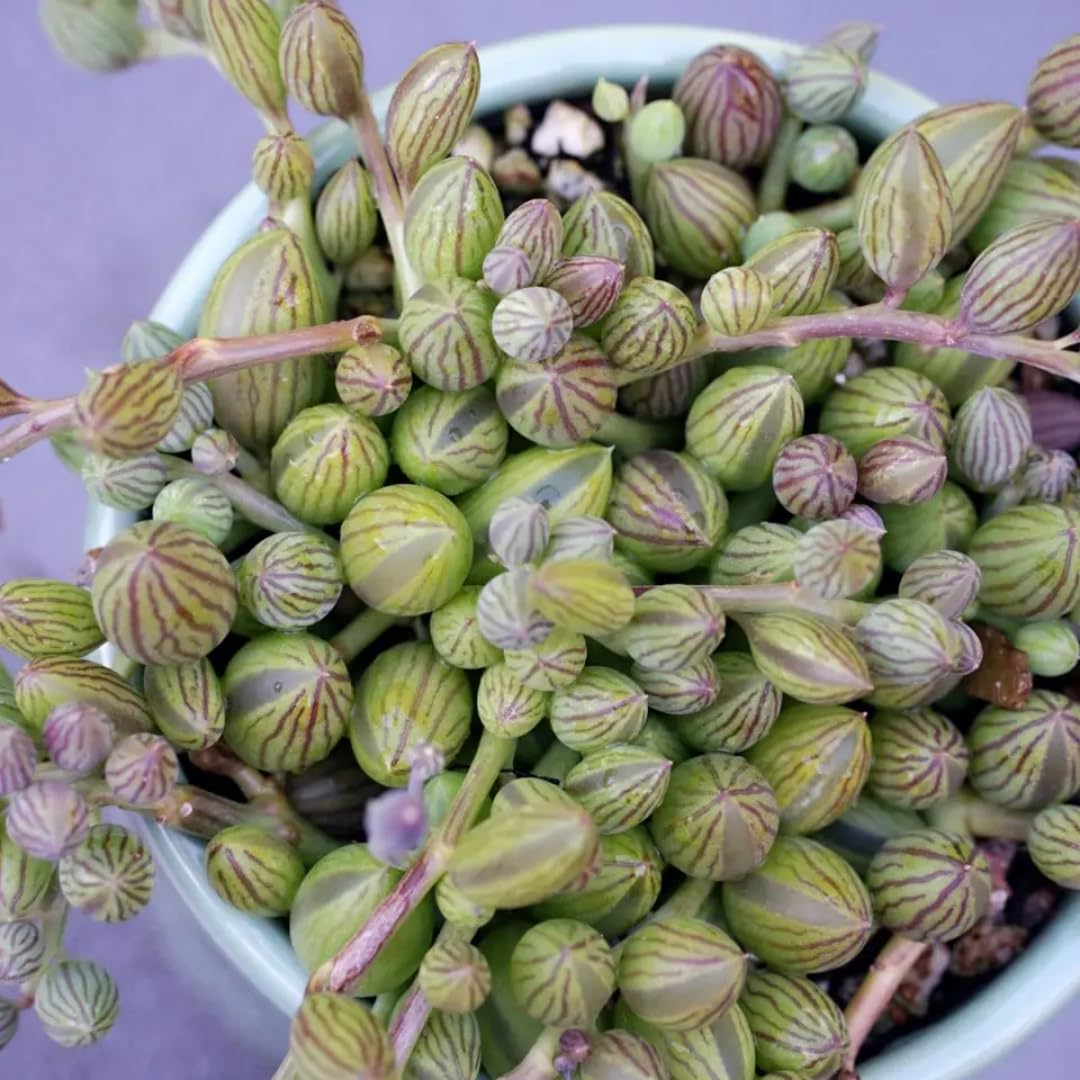 String of Watermelon Live Plants, Easy Indoor Trailing Succulent in 2.5" Pot, Hanging Succulent Houseplant Indoor Outdoor Planting