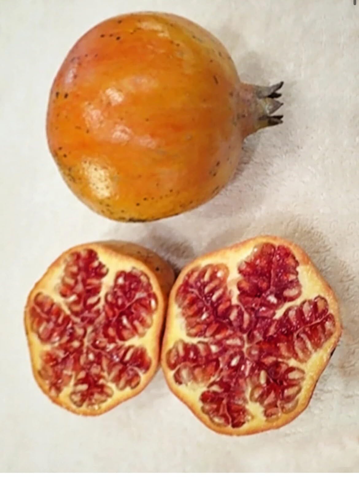 Live Plant - Pomegranate-2 Trees- Sirenyevi-Cold Hardy!