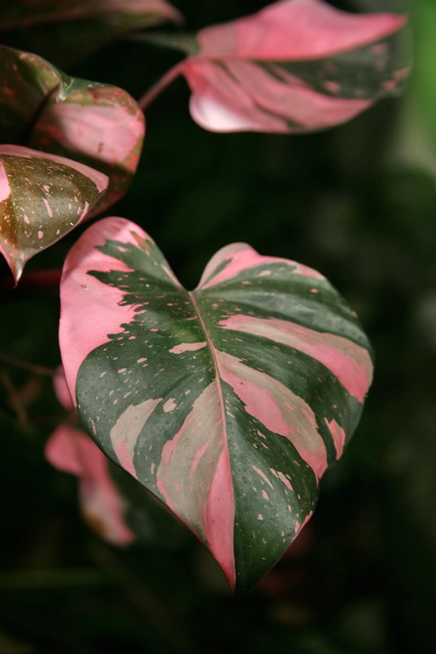 Live Plant - Pink PRINCESSVariegated Philodendron Small Rooted Starter Plant