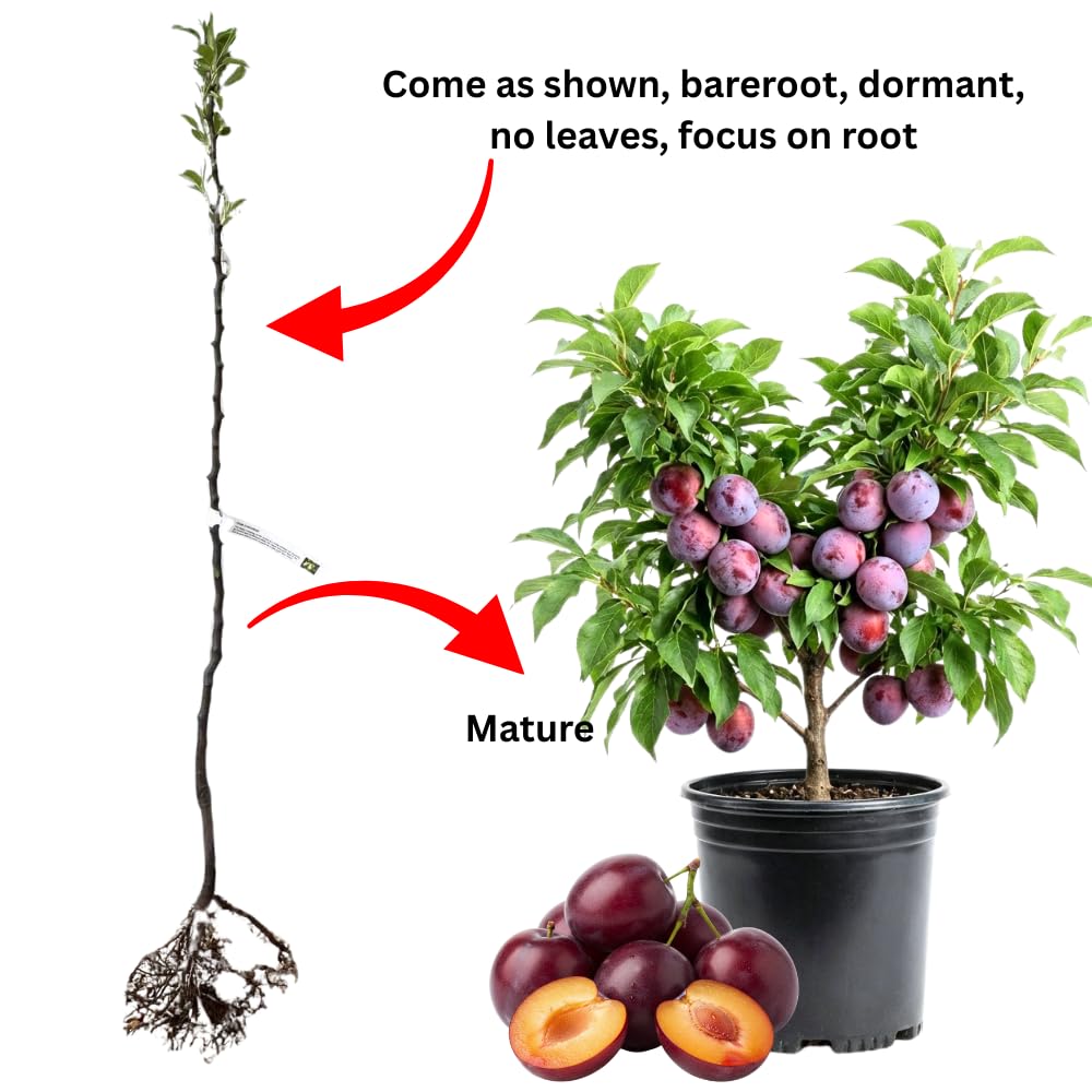Red Plum Tree 2-3 Feet Tall, Hardy Plum Fruit Tree for Planting, Early Bearing Variety, Bareroot Dormant