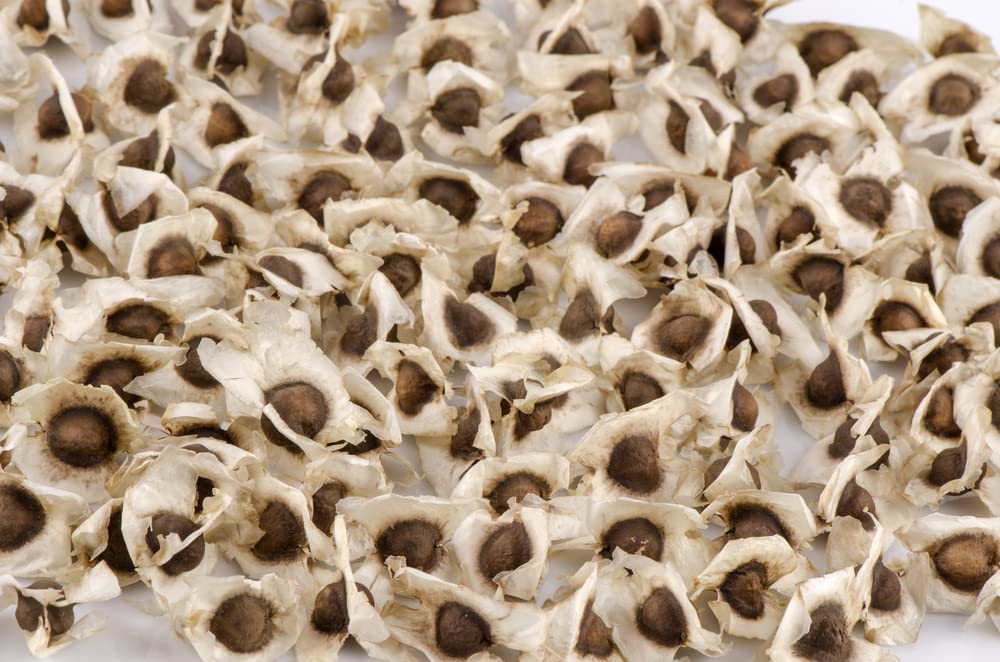 30 Seeds of The Tree of Life - The Moringa Tree - Easy to Grow, Fast Growing Tree