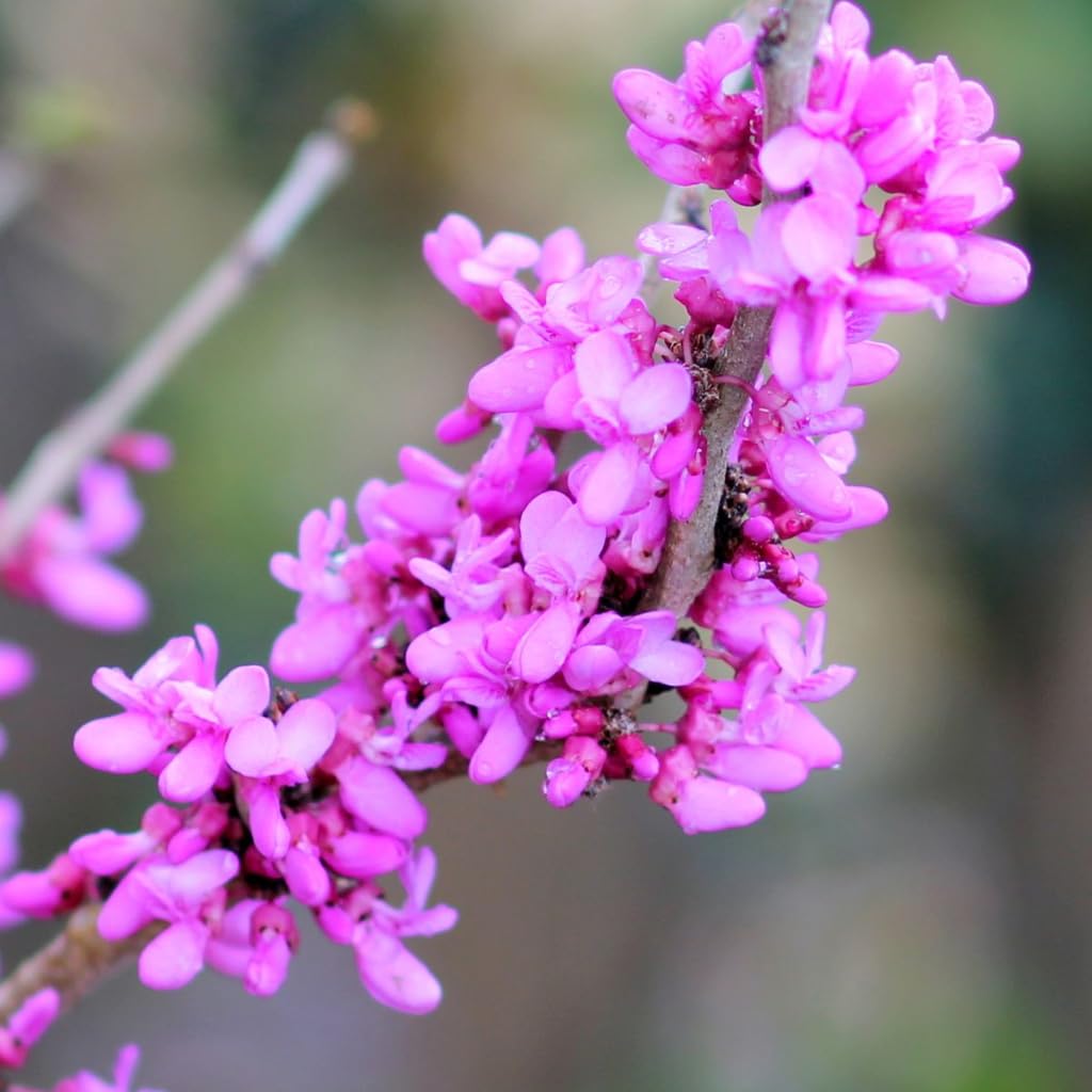 The Rising Sun Redbud Tree for Planting in Quart Pot, 12-18 Inch Tall, Eastern Redbud Tree with Seasonal Color Changes, Ornamental Tree for Home Garden Landscapes