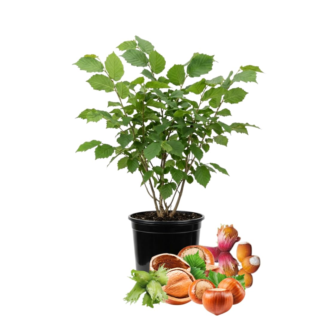 Hazelnut Tree Live Plant, 2–3 Ft Tall in 3 Gallon Pot, Hardy Nut Tree for Outdoor Garden Planting