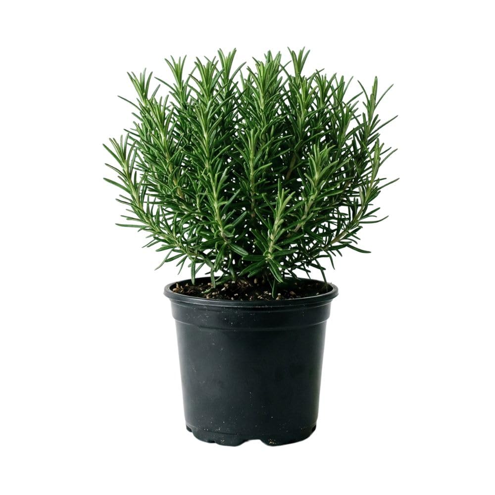 Live Rosemary Plants in 4'' Pot, Fragrant Upright Rosemary Starter 4-8 Inches, Hardy Outdoor Plant for Garden, Patio and Containers