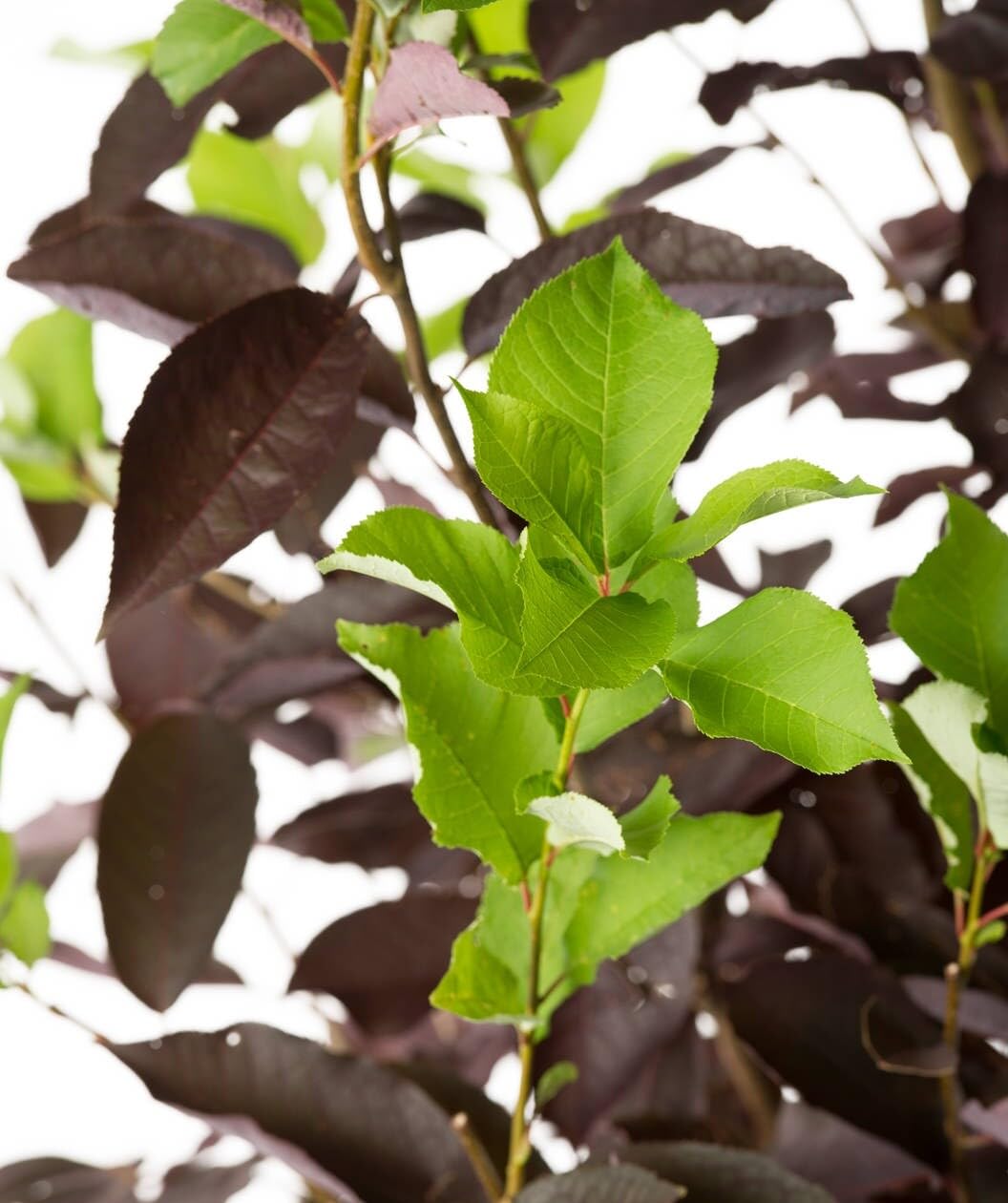Live Plant - 2 Canada Red Choke Cherry Trees - Live Plants - 8-14" Tall Seedlings - 3" Pots