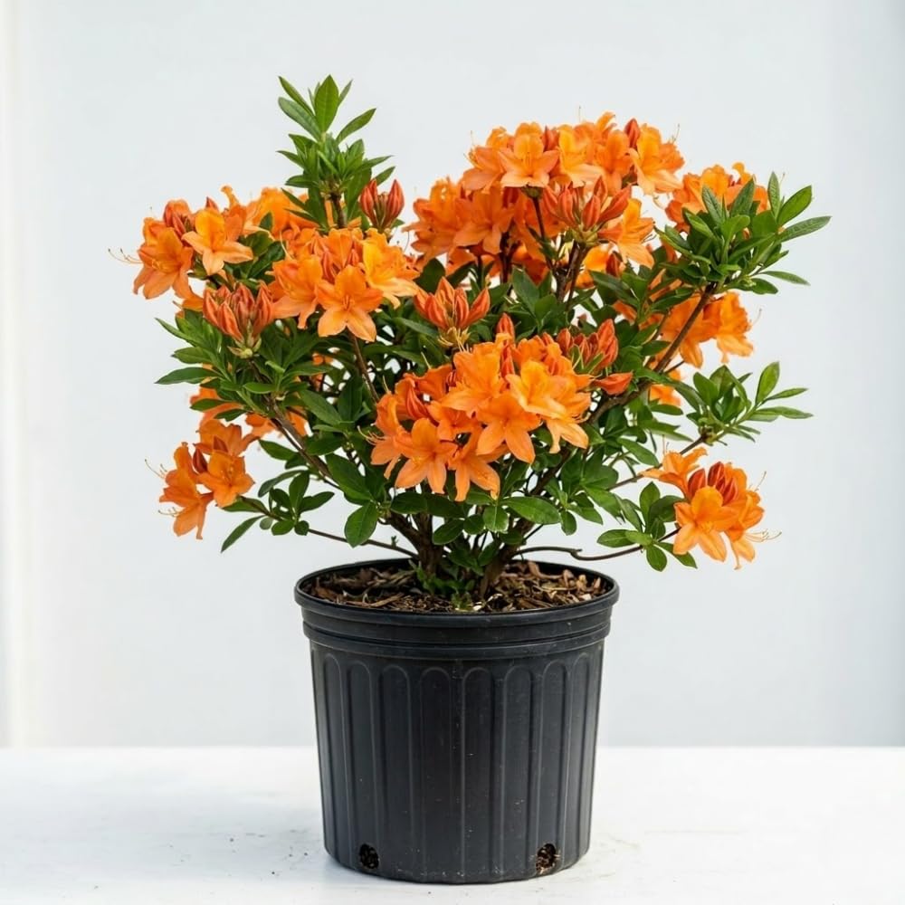 Azalea Live Plant, Live Azalea Plants, Flowering Shrub with Vibrant Red Blooms, 4-7 Inches Tall in 4 Inch Pot (Orange)