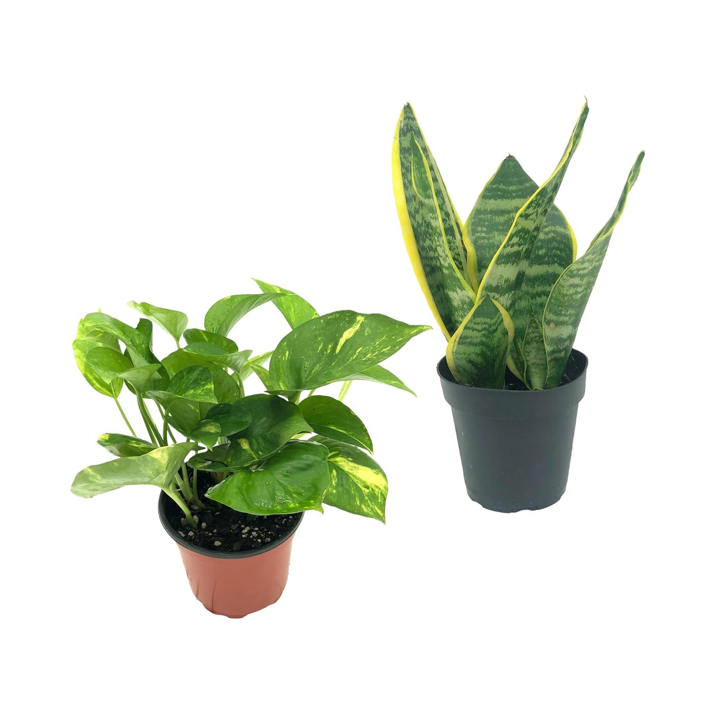 Live Snake Plant & Pothos Plant Bundle - Epipremnum aureus Golden Pothos and Snake Plant Sansevieria Superba Trifasciata - ragnaroc Tropical Plant 5-8” Tall - 2ct Live Arrival Guaranteed
