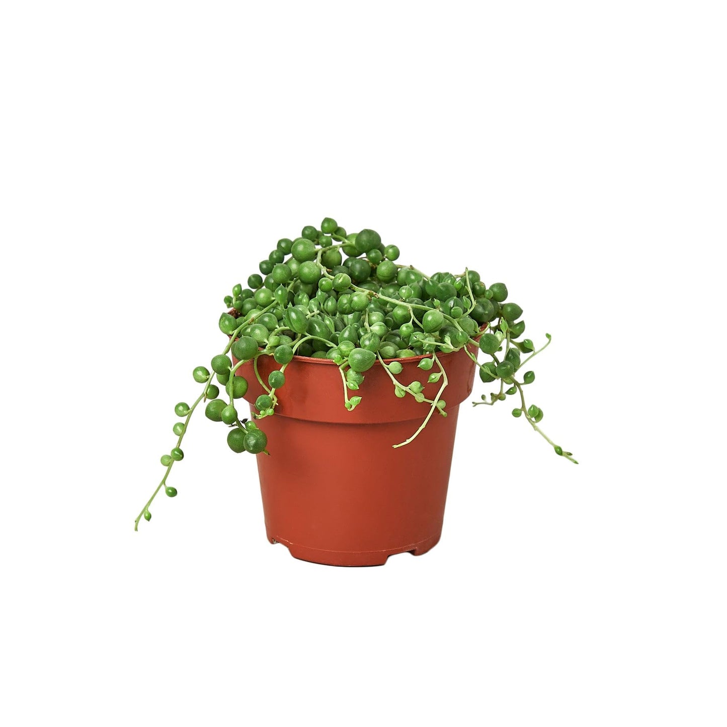 Succulent 'String of Pearls' | Live Plant for Indoor & Outdoor | for Living Room, Office, Bathroom | (4" Pot)